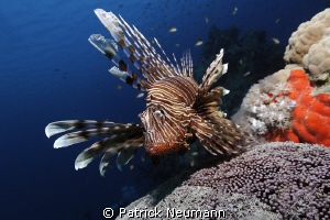 Lionfish cfwa by Patrick Neumann 